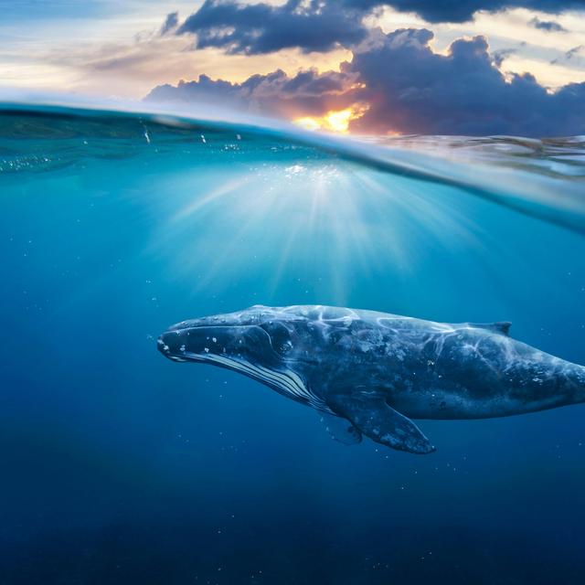 To Evolve Baleen, Lose Your Teeth First - podcast episode cover