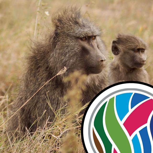 The widowhood effect, and clapped out baboons - podcast episode cover