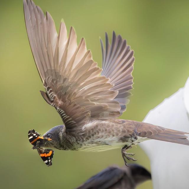 TW 401 - Purple Martins, A Migratory Marvel - podcast episode cover