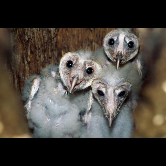 Barn Owl Babies Can Be Helpful Hatch Mates - podcast episode cover