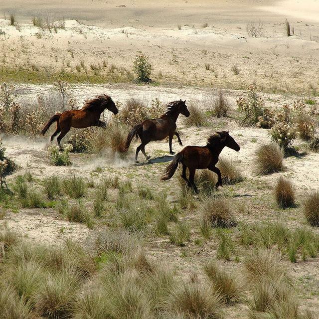 CAROL RUCKDESCHEL on Keeping Cumberland Island Wild /217 - podcast episode cover