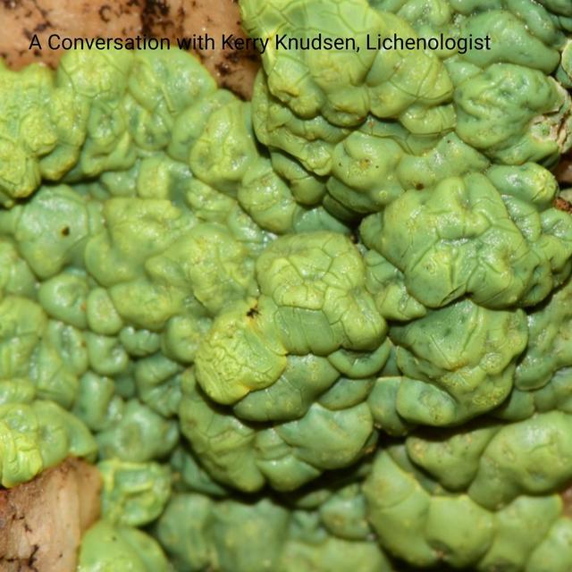 A Conversation with Kerry Knudsen, Lichenologist - podcast episode cover