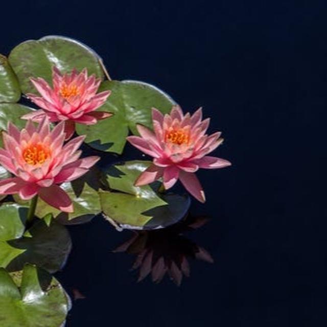 Session 45: Become Undeluted by Special Insight - podcast episode cover