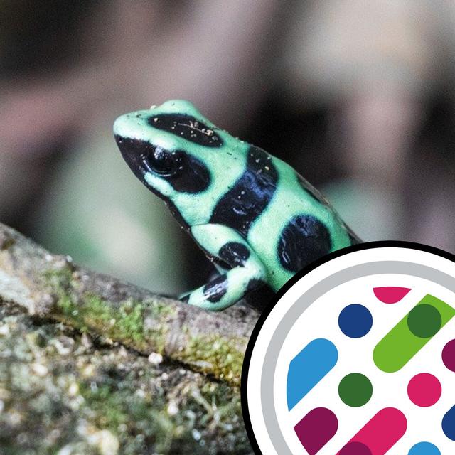 Frog toxicity, and what a year's schooling does to the brain - podcast episode cover