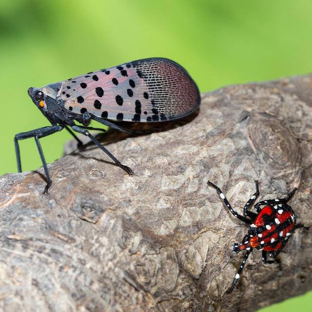Spotted Lanternfly: Invasive Species Alert - podcast episode cover