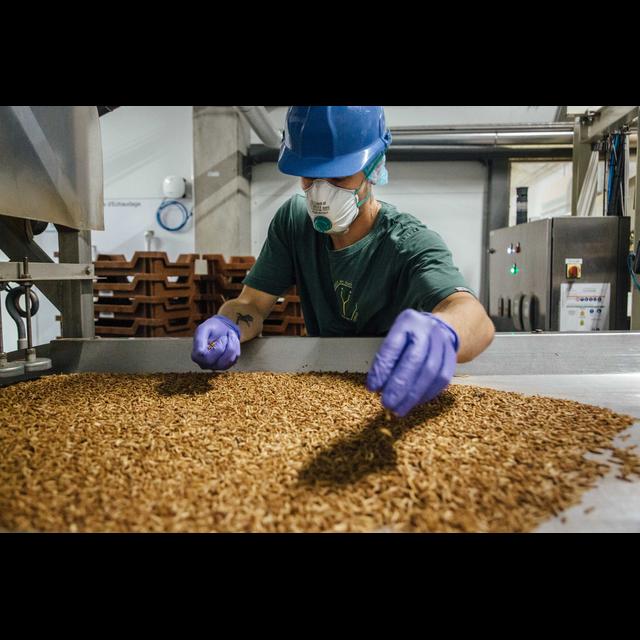 How should we treat insects? - podcast episode cover