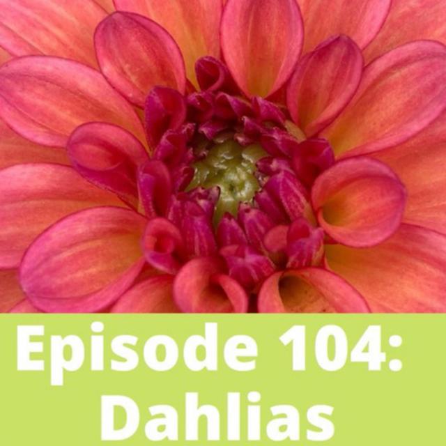 Dahlias - podcast episode cover