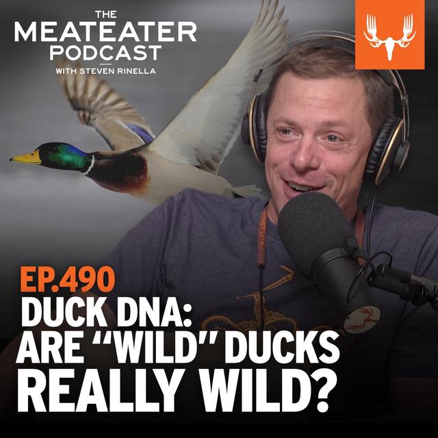 Ep. 490: Duck DNA: Are “Wild” Ducks Really Wild? - podcast episode cover