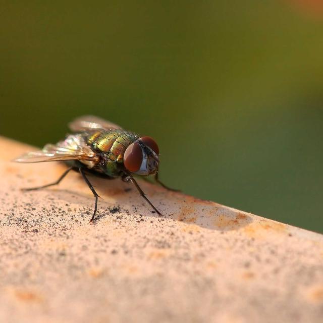 About time, part 4: The insect clock - podcast episode cover