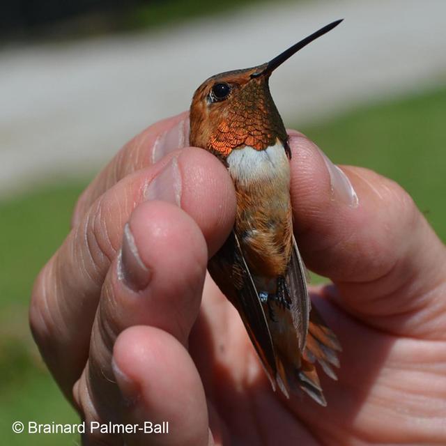 Winter Hummingbirds in the Eastern U.S. - podcast episode cover