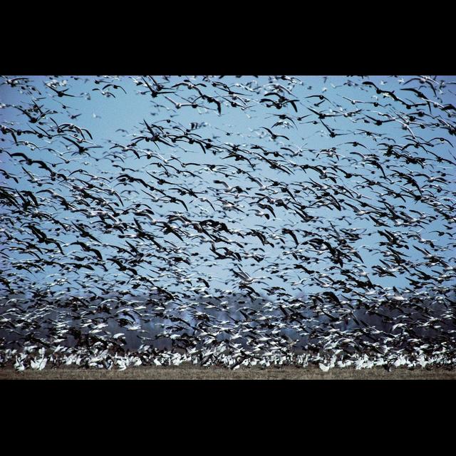 Animal Migrations Track with Wikipedia Searches - podcast episode cover