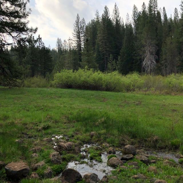 Episode 21: Meadow Spring Morning - podcast episode cover