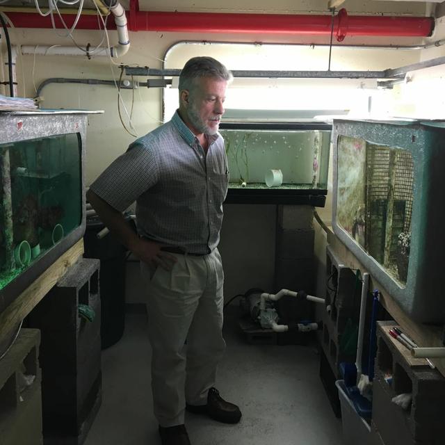 PODCAST: One man's quest to save a rare reef fish - podcast episode cover