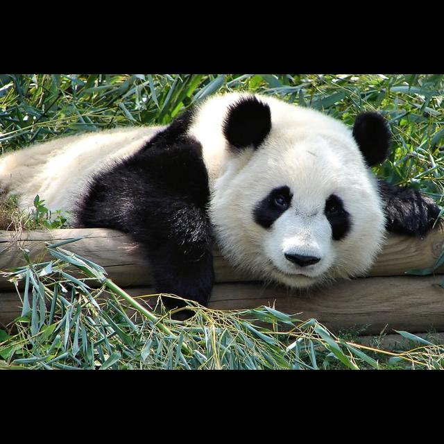 Episode 63: Panda Conservation and Care with Michael Brown-Palsgrove - podcast episode cover
