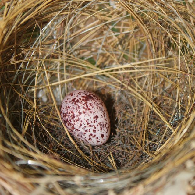 Who is Pablo Eggs-cobar? (And why is he obsessed with bird eggs?!) - podcast episode cover
