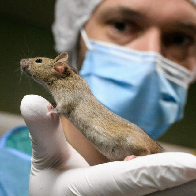 The Problems And Possibilities Of Rats - podcast episode cover