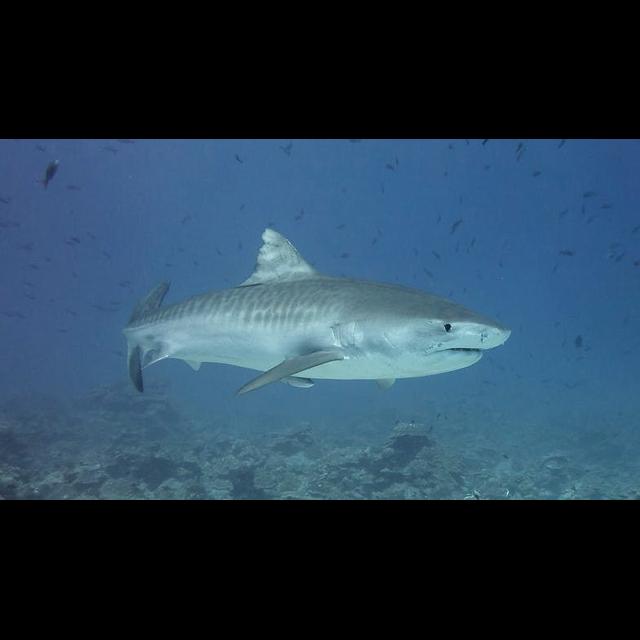 Episode 162: Understanding Tiger Sharks - podcast episode cover