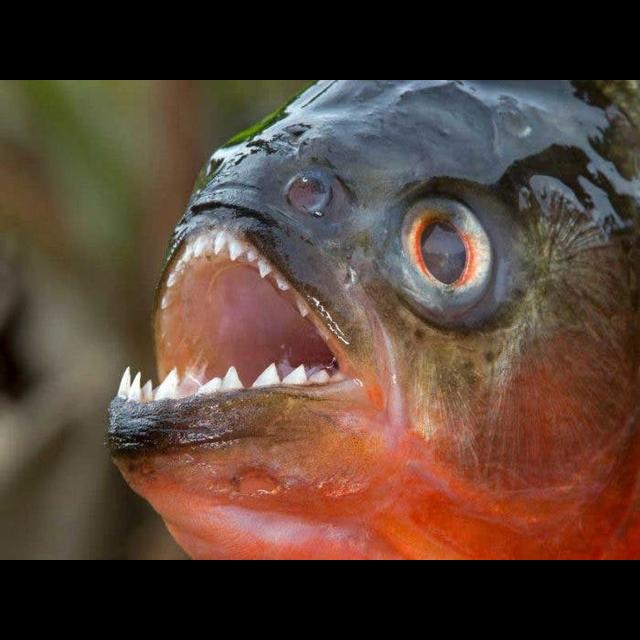 Episode 189: Poco Loco Piranhas - podcast episode cover