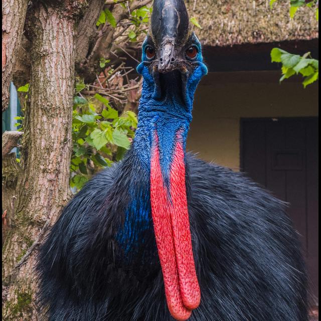 Episode 355: Special Announcement w/Cassowaries Are The Coolest Dads - podcast episode cover