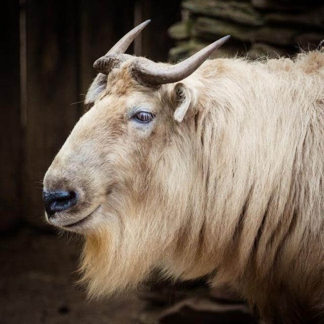 Episode 107: Talking about the Takin - podcast episode cover