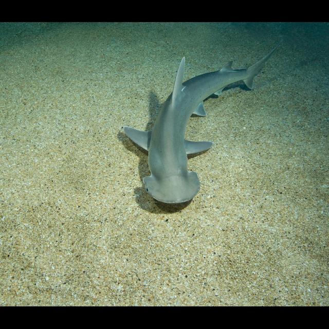 Bonnethead Sharks Are Underwater Lawn Mowers - podcast episode cover