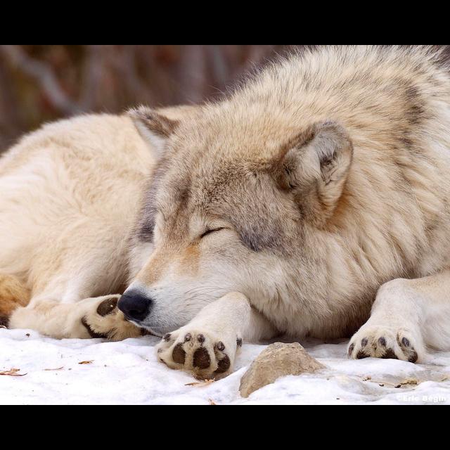 Episode 110: Wolves and the Endangered Species Act w/Corbin Maxey - podcast episode cover