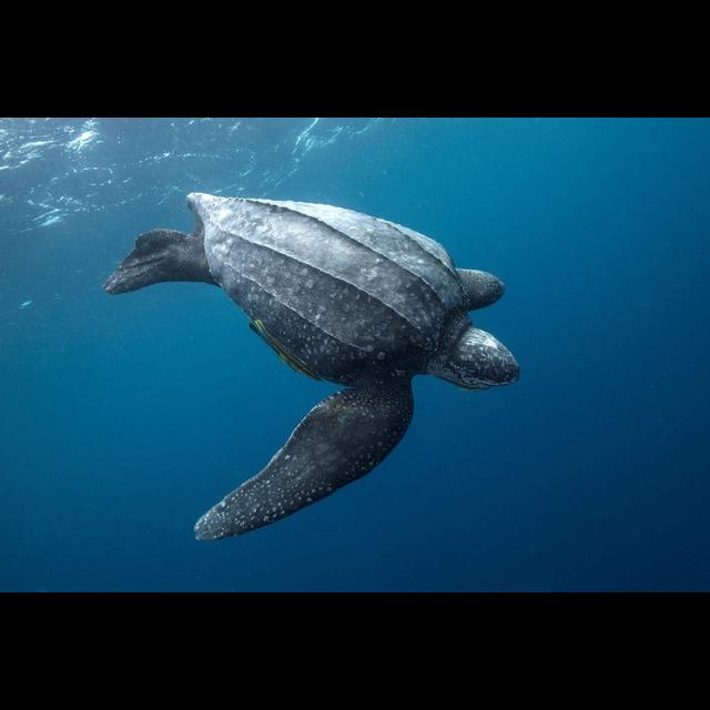 Episode 345: Leatherback Sea Turtles Encore - podcast episode cover