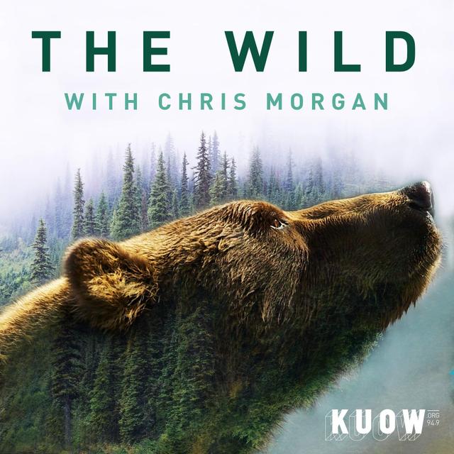How Wild Presents: The Wild with Chris Morgan - podcast episode cover