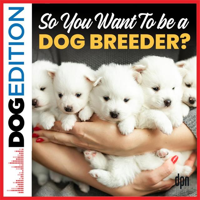So, You Want to Be a Dog Breeder? | Dog Edition #81 - podcast episode cover
