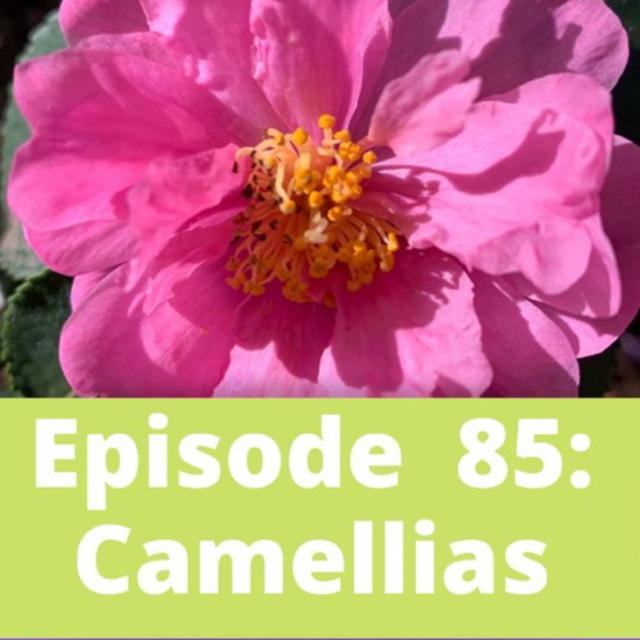 Camellias - podcast episode cover