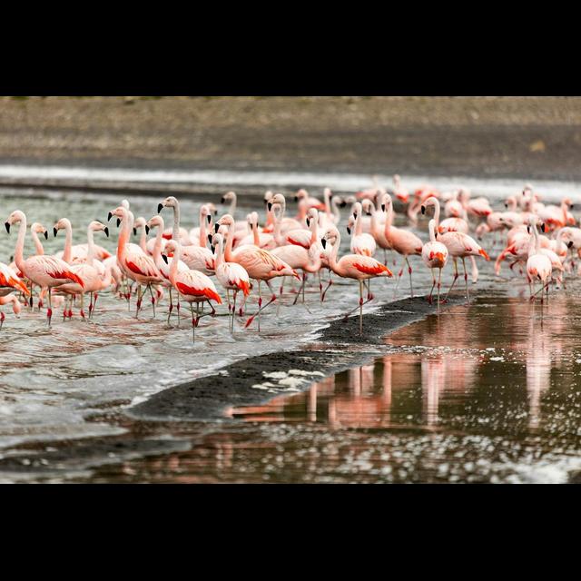 Flamingos Can Be Picky about Company - podcast episode cover