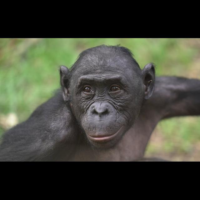 Episode 361: Bonobos are Back - podcast episode cover