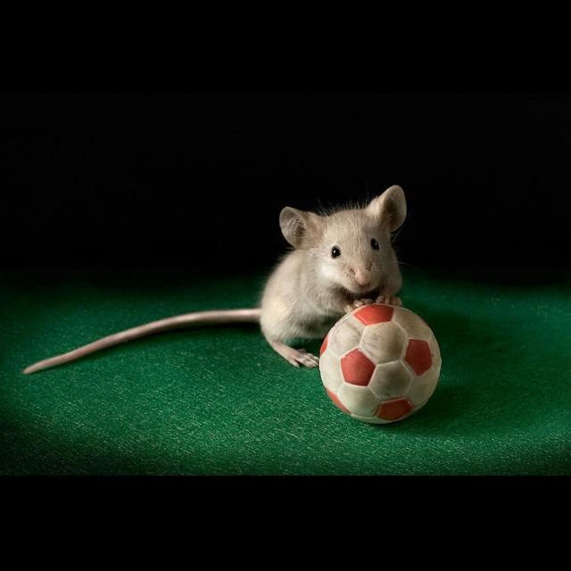 Fight-or-Flight Nerves Make Mice Go Gray - podcast episode cover