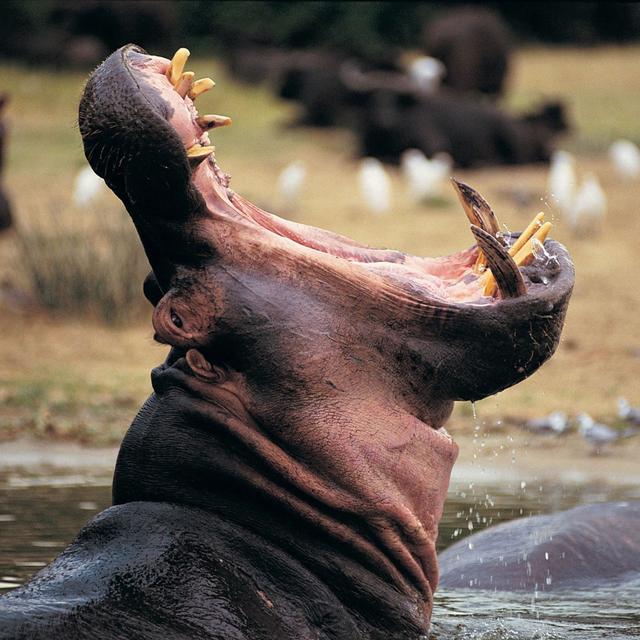 "I was swallowed by a hippo" - podcast episode cover