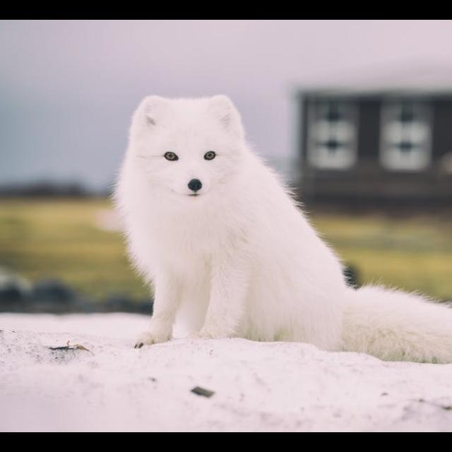 Arctic Foxes Rewind - podcast episode cover