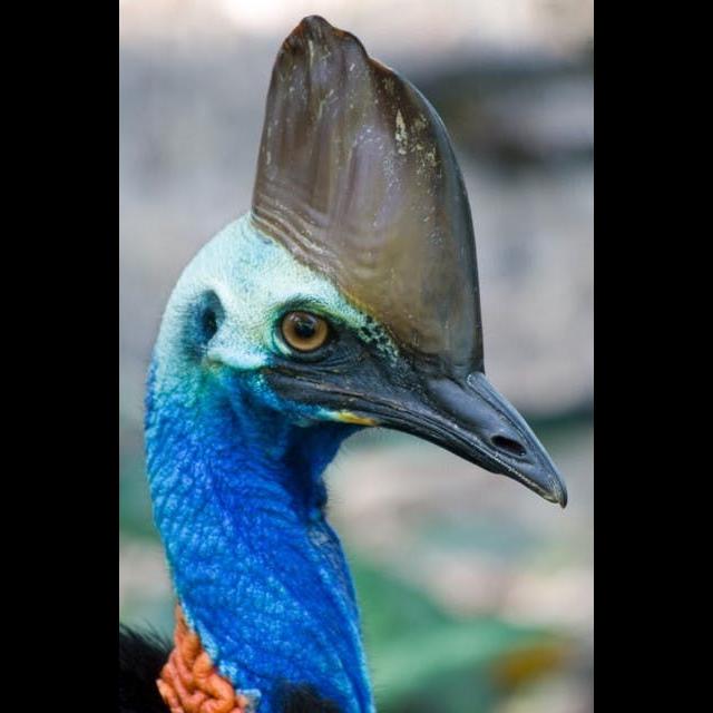 Episode 79: Cassowary, Called a Living Dinosaur - podcast episode cover