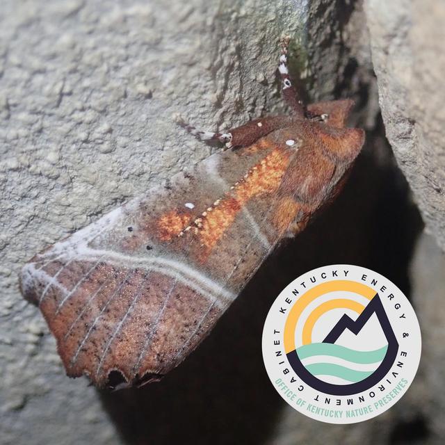 Moths in the Winter with Shelby Fulton - podcast episode cover