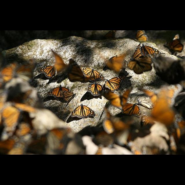 095 - The Migration of the Monarch Butterflies and the Conquest of Mexico - podcast episode cover