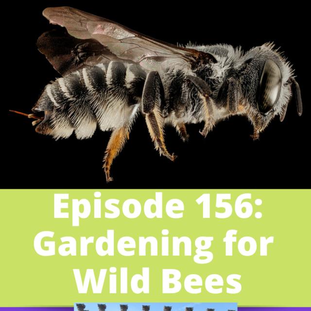 Gardening for Wild Bees - podcast episode cover