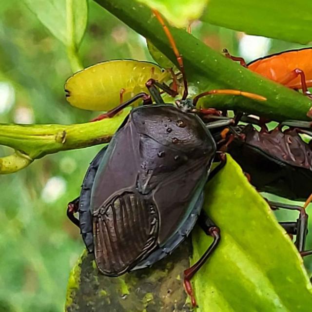 The Wonderful Wild Bugs of Oz - podcast episode cover