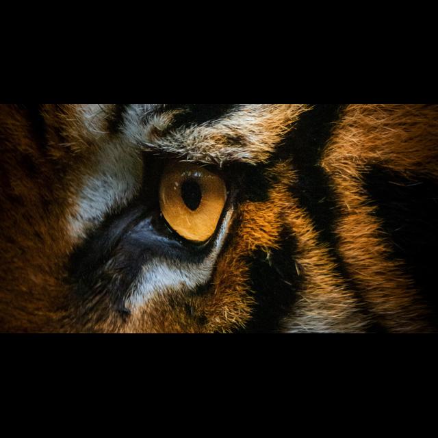 S01E04 - Eye of the Tiger - podcast episode cover