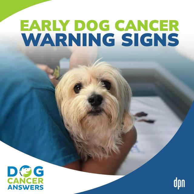 Found a Lump on My Dog and Other Bad Signs | David Vail, DVM, MS, Dip. ACVIM (Oncology) #254 - podcast episode cover