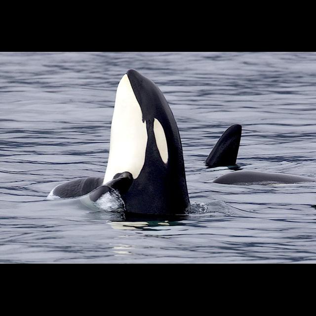 Orcas Part II: Wolves of the Sea - podcast episode cover