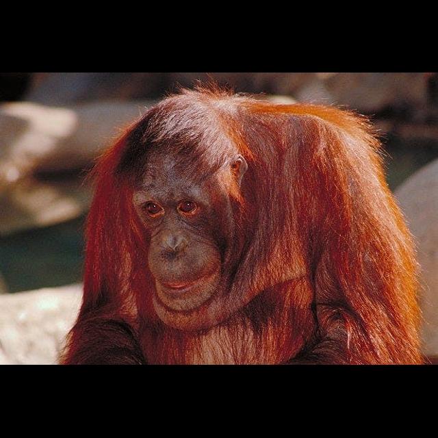 Great Ape Makes Good Doc - podcast episode cover