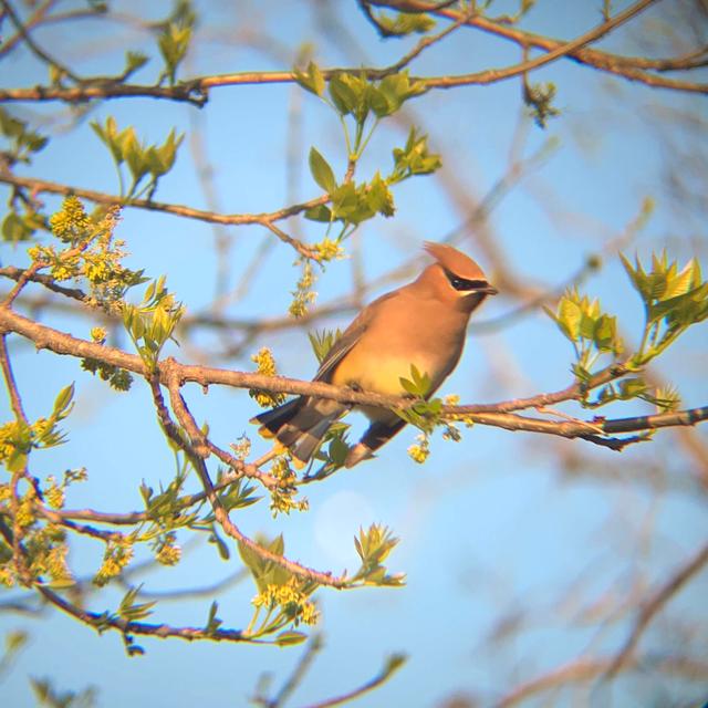 Life Kit: Help Save The North American Bird Population - podcast episode cover