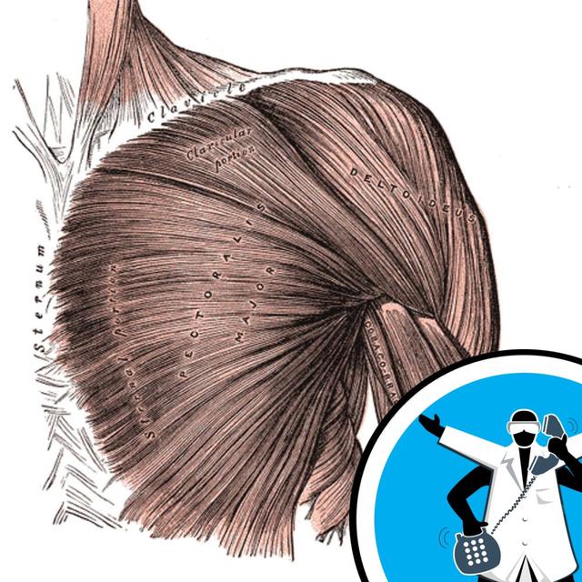 Are Muscle Transplants Possible - podcast episode cover