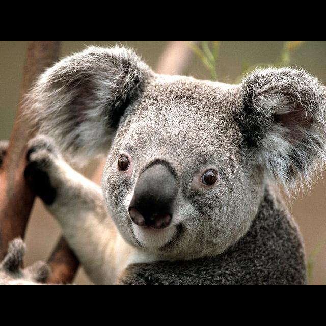Episode 93: Koalas are Krashing - podcast episode cover