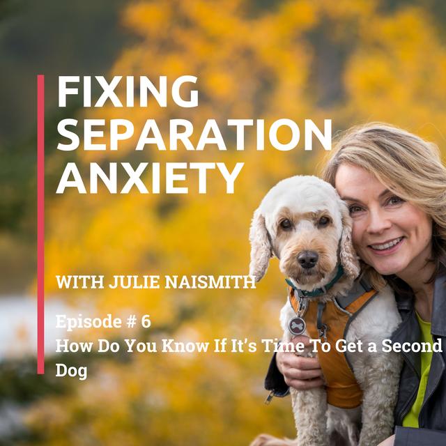 006 How Do You Know If It’s Time To Get a Second Dog - podcast episode cover