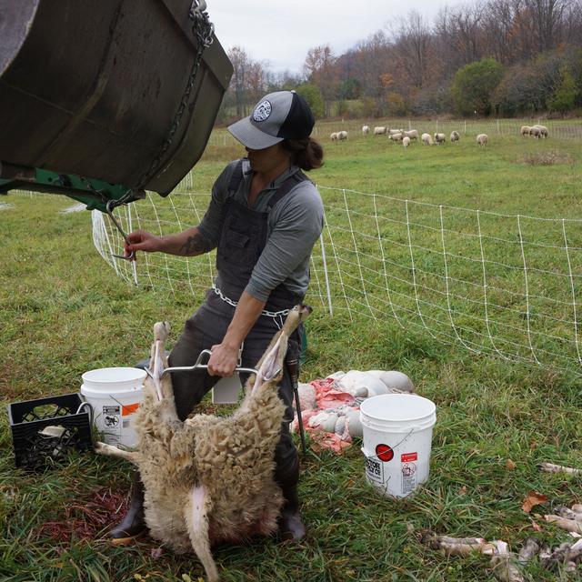 Mary Lake Sheep Slaughterer - podcast episode cover