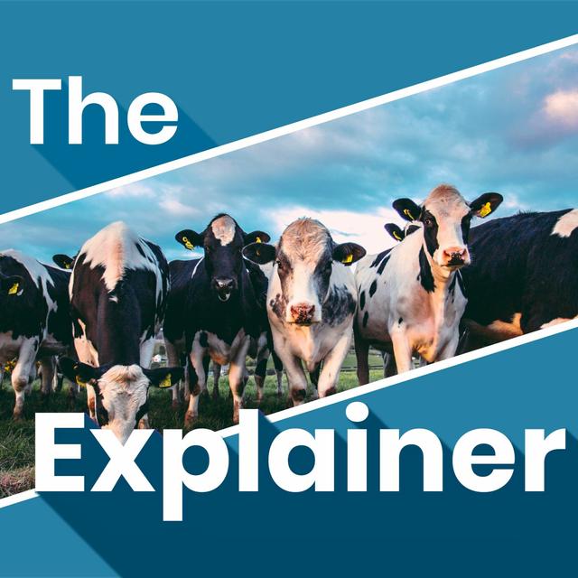 Why is there so much talk about Ireland's cows? - podcast episode cover